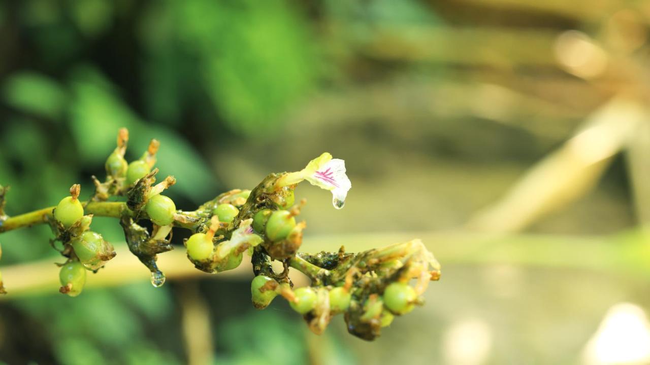 Shola Crown Resort - Munnar Chinnakanal Buitenkant foto
